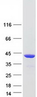 Coomassie blue staining of purified RAD51 protein.